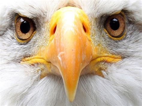 Eagle Eyes Free Images At Vector Clip Art Online Royalty