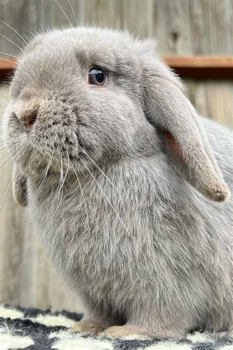 7 Grey Rabbit Breeds With Pictures