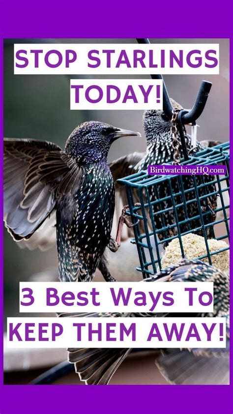 4 Proven Ways To Get Rid Of Starlings Today 2024 Best Bird Feeders Backyard Birds Feeders