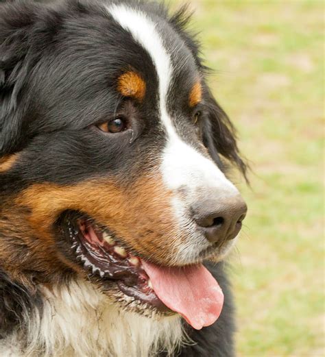 Bernese Mountain Dog Breed Info Pictures And More
