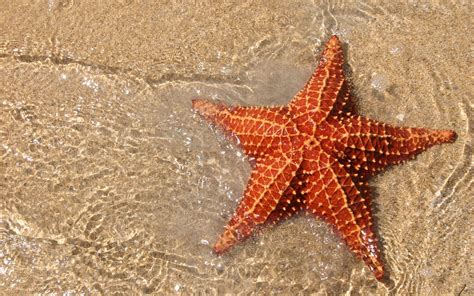 9 Cool Facts About Starfish Starfish Starfish Facts Sea Star