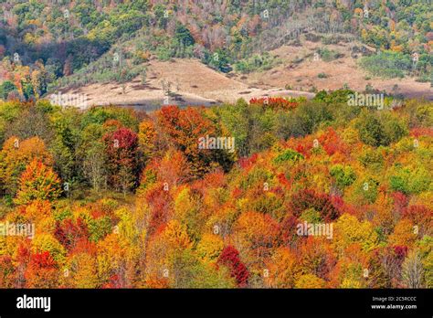 Autumn Fall Orange Red Colorful Trees Forest Aerial Above High Angle
