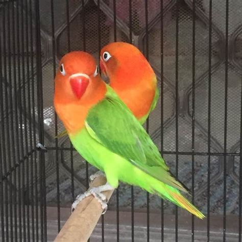 Love Bird Biola Ngekek Panjang Lovebirds Lover