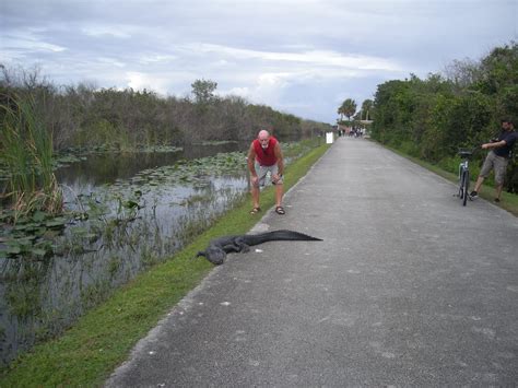 On The Road Again Shark Valley Everglades Florida