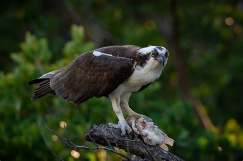 Differences Hawk Falcon Eagle Osprey And Kite All The Differences