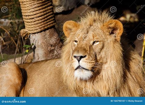 Majestic Male Lion Sitting In The Sun Stock Image Image Of Africa