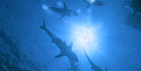 The Secret World Of Sharks And Rays Shark Diving Nature Pbs