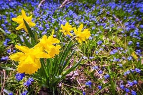 Spring Wildflowers Stock Image Image Of Forest Flowers 31494475