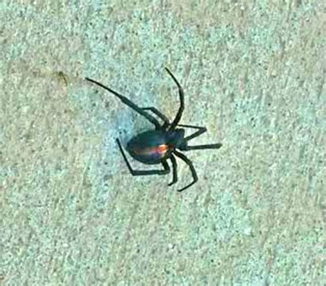 If you are in need of an exterminator, contact us. Montana Black Widow Spider Watch | Montana Hunting and Fishing