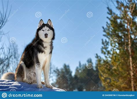 Portrait Siberian Husky Dog In Sunny Winter Forest Stock Photo Image