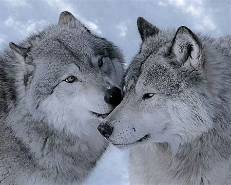 Beautiful Grey Wolves Big Bad Wolf Pinterest