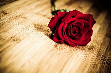 Foto von einer roten rose auf dem eis. Hintergrundbilder Rot Rosen Blumen
