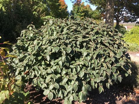 Korean spice viburnum plant profile. Viburnum carlesii Spice Island™ | Plants Nouveau