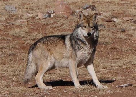 Cattle Kills Prompt Removal Of Mexican Gray Wolves Drovers