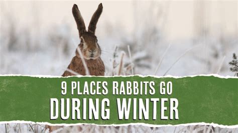 9 Places Rabbits Go In The Winter And When Theyll Return Pest Pointers