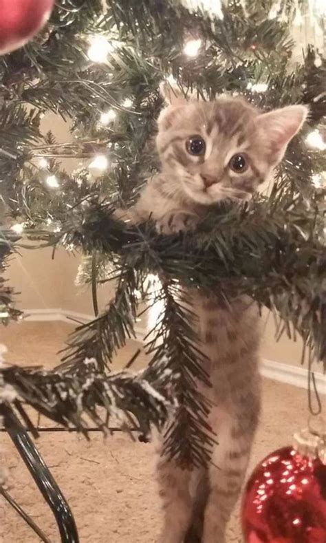13 Cats Who Are Baffled By The Whole Christmas Tree Thing