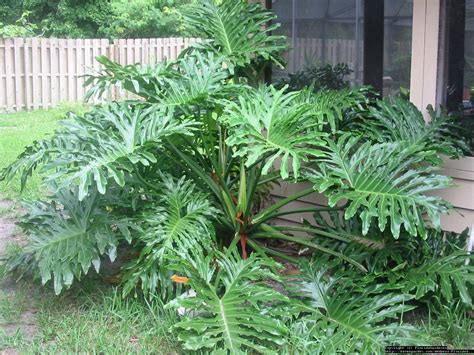 Plantfiles Pictures Philodendron 1 By Floridagardener