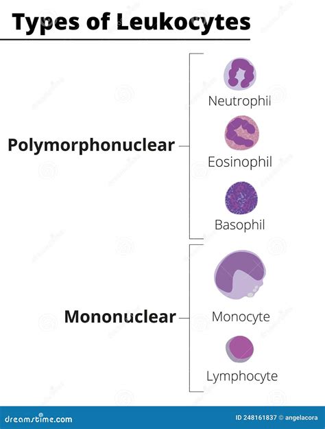 Types Of White Blood Cells Leukocytes Polymorphonuclear And