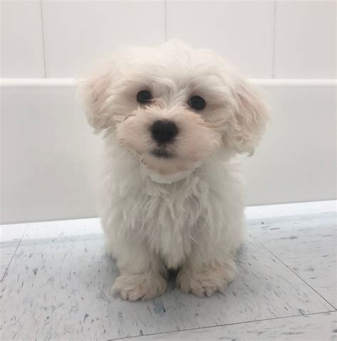 Maltese Puppy