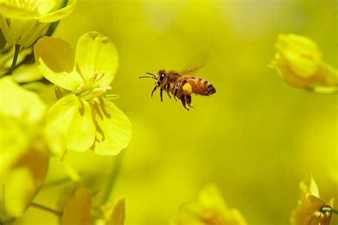 Honey Bee Flying Around Rape Flower By Stocksy Contributor Bo Bo