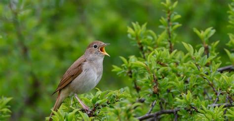 Nightingale Bird Facts A Z Animals