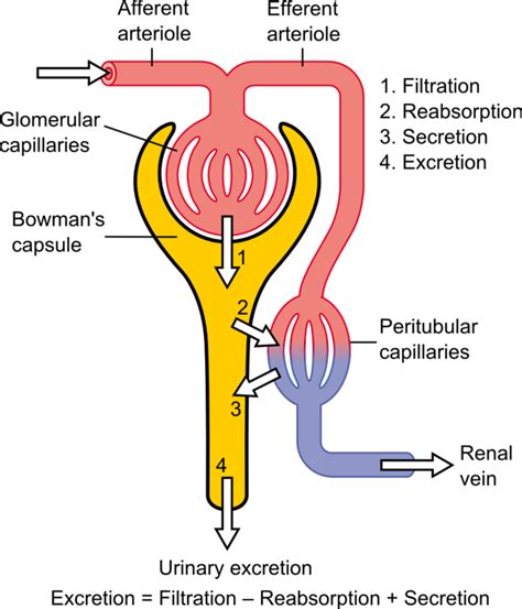 Physiology Of The Kidneys Boundless Anatomy And Physiology