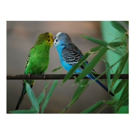 Kissing Parakeets Postcard Zazzle