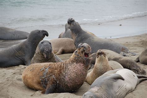 Elephant Seals Lined The Beach At A California Coast Observation Point