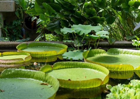The 5 Different Types Of Pond Plants And The Best Ways To Plant Them