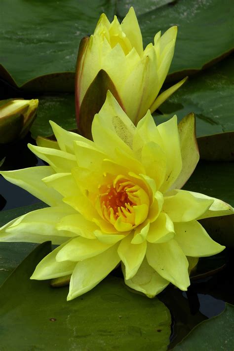 Yellow Water Lily Yellow Water Lilies Oregon Garden Pinterest
