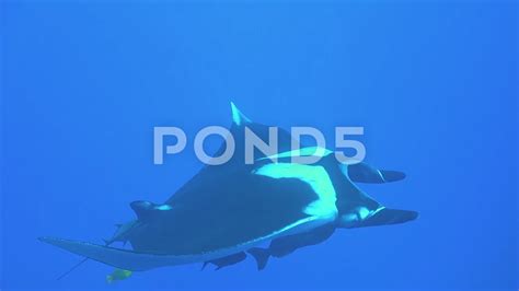 Giant Manta Ray Floating Underwater In The Tropical Ocean Stock Footage