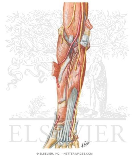 Arteries Nerves And Muscles Of Upper Limb Anterior View Muscles Of