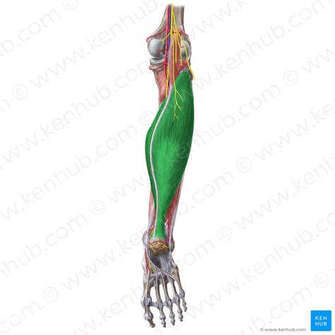 Gastrocnemius Origin And Insertion Medial View Of A Cadaver