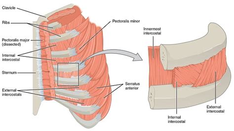 Rib cage pain due to costochondritis ranges from mild to severe. Intercostal Muscles: Definition, Function & Location ...