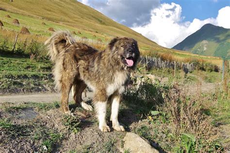 Caucasian Shepherd Dog Dog Breeds Facts Advice And Pictures
