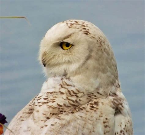 Extremely Rare Sighting Of Snowy Owl In Summer Drew Monkman