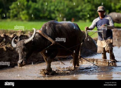 A Filipino Farmer Drives A Carabao While Working To Level A Rice Field