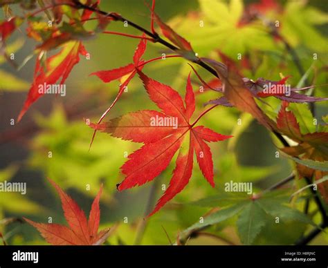 Arching Stem Of Red Tinged Autumnal Acer Palmatum Japanese Maple Leaves