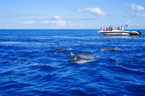 Boating And Swimming With Wild Dolphins Mauritius Oc 5596x3731