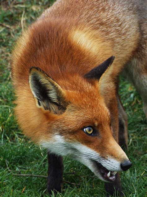 1000 Images About Animals Foxes On Pinterest Snow Red Fox And Search