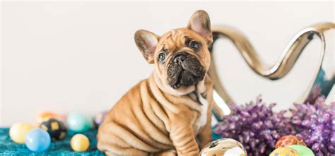 I can tell you what it used to mean for me was that undoubtedly it was a beautiful color but this is all common knowledge amongst breeders but not talked about with the general public as a whole. Verdant Frenchies - Premier French Bulldog Breeders