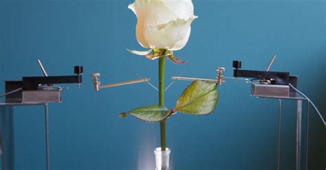 Científicos Suecos Logran Convertir Rosas Vivas En Circuitos Electrónicos