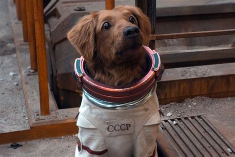 ‘guardians Of The Galaxy 3 Welcomes Cosmo The Spacedog