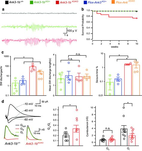 Ank3 Exon 1b Deletion Results In Epilepsy And Reduced Cortical Network
