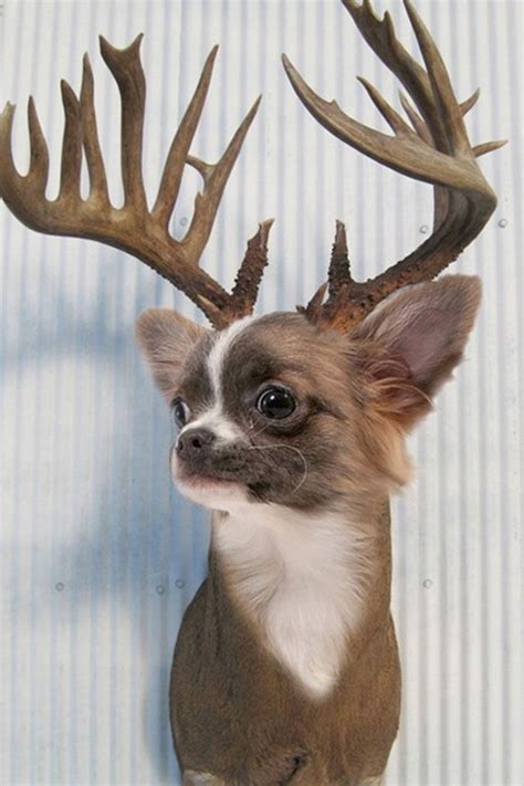271 Best Terrific And Terrible Taxidermy Images On Pinterest Bad