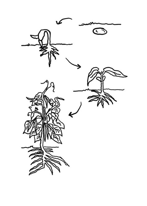 Bean Plant Lifecycle Growing Plants Coloring Page Coloring Sky
