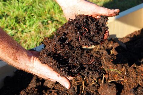 Is Horse Manure Good For Vegetable Gardens Important Things You Need