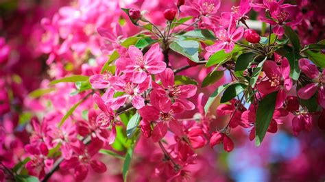 Flowers wallpapers hd sort wallpapers by: nature, Flowers, Pink Flowers Wallpapers HD / Desktop and ...