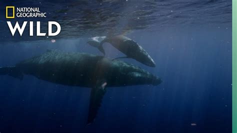humpback whales arrive in hawaii for mating season nat geo wild youtube