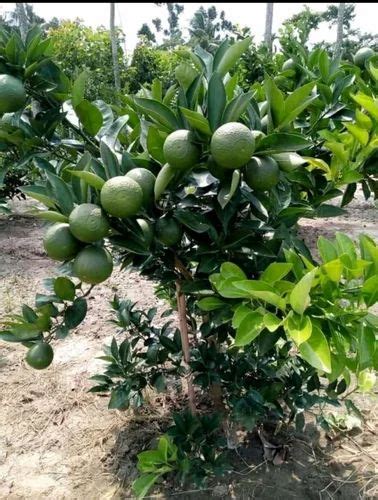 Well Watered Green Hybrid Sweet Lemon Plants For Fruits At Rs 21piece